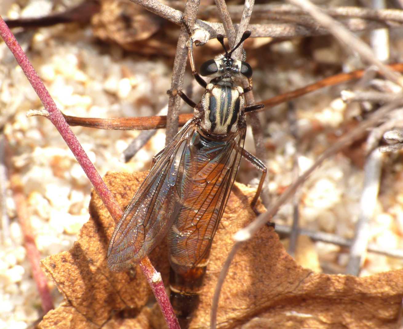 Dittero strano: Leptomydas sardous M e F (Mydidae)